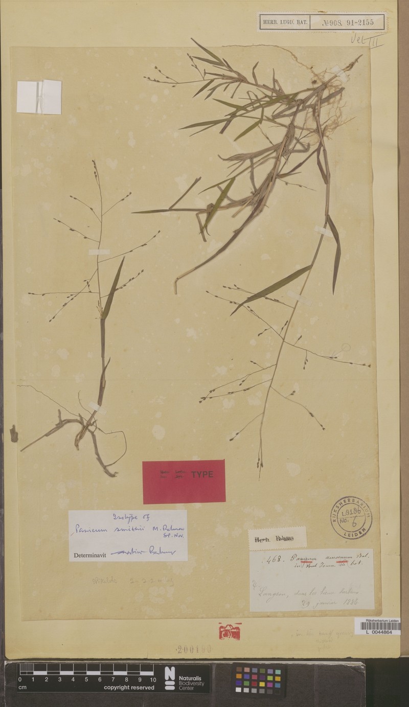 Panicum smithii photo 2