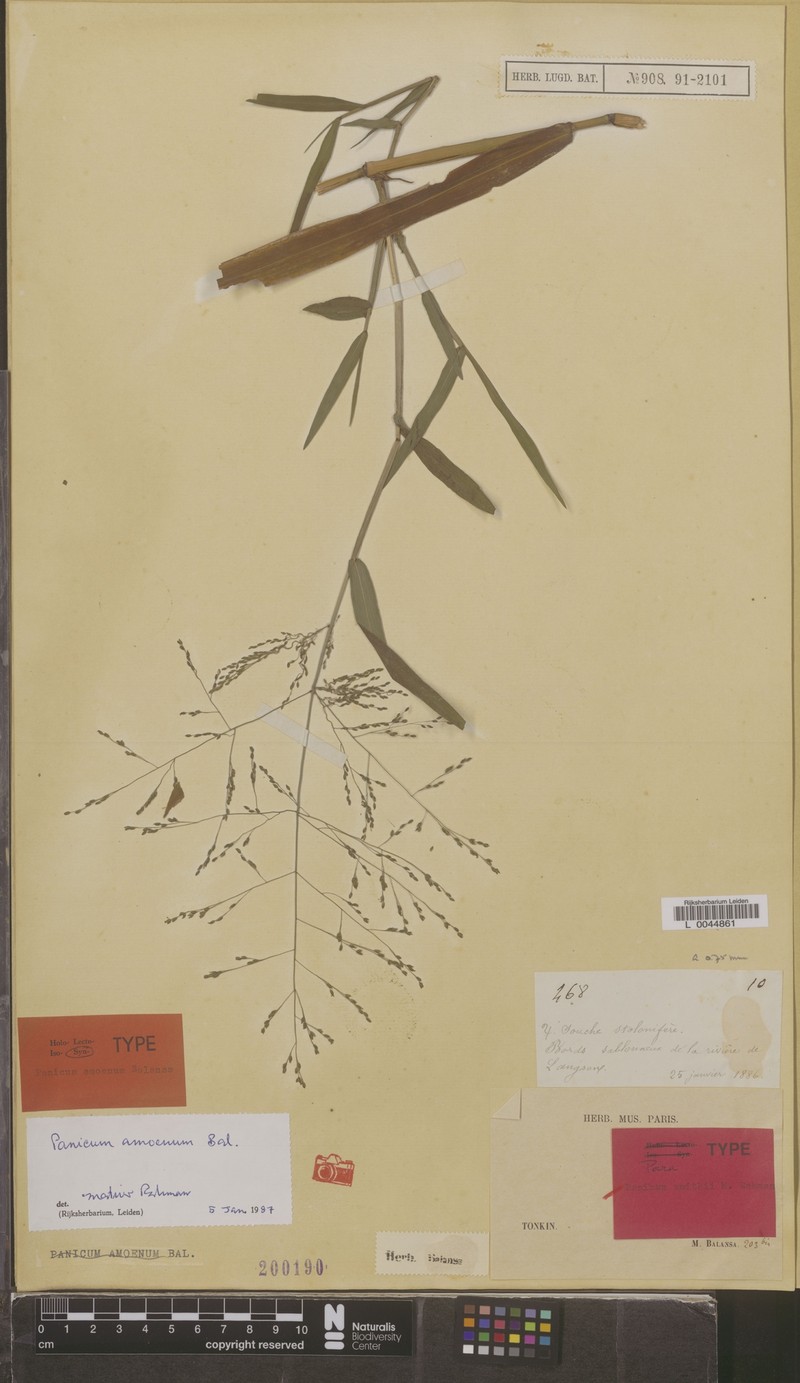 Panicum smithii photo 3