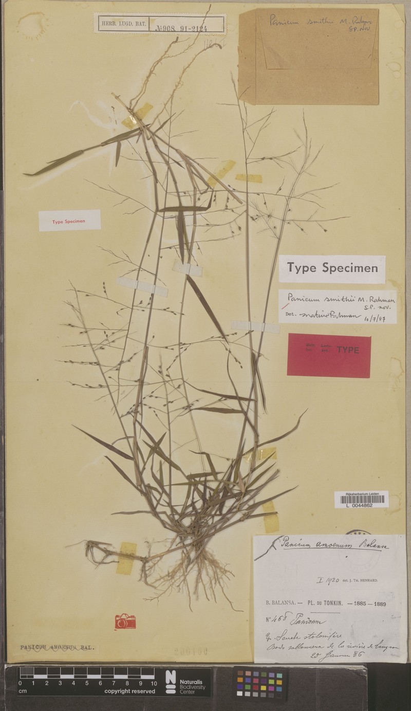 Panicum smithii photo 4