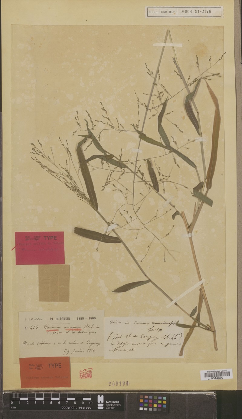 Panicum smithii photo 5