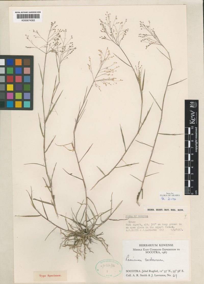 Panicum socotranum