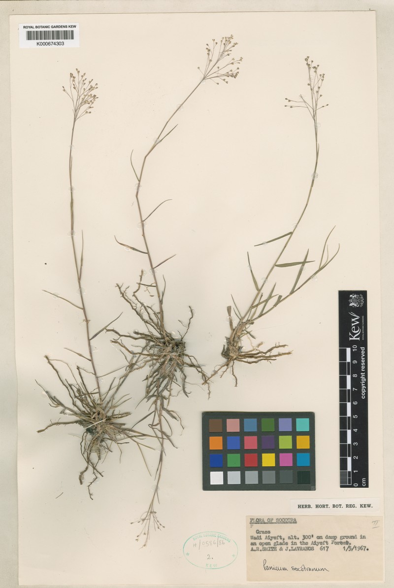 Panicum socotranum photo 2