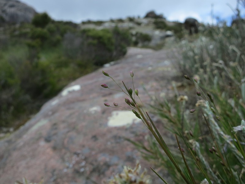 Panicum spergulifolium photo 2