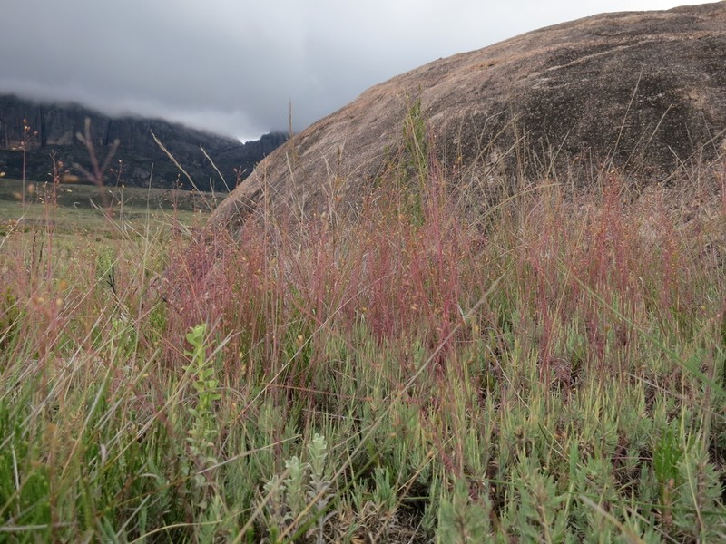 Panicum spergulifolium photo 3