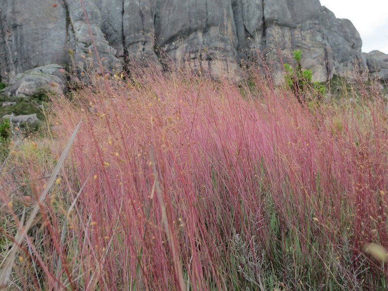 Panicum spergulifolium photo 6
