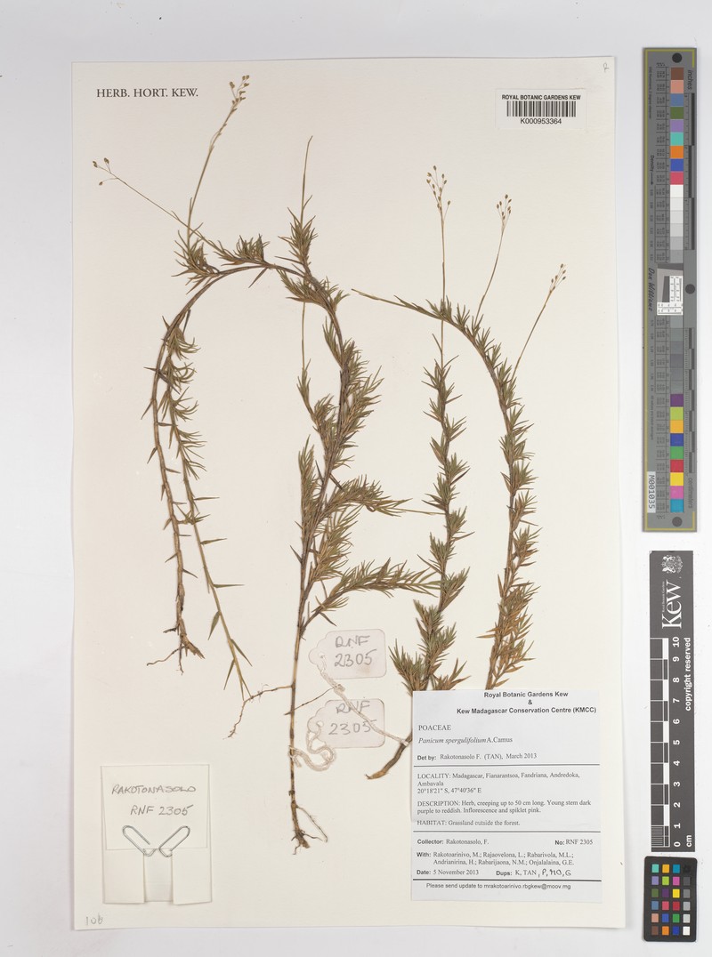 Panicum spergulifolium photo 7