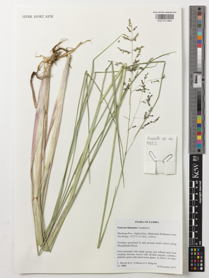 Panicum spongiosum
