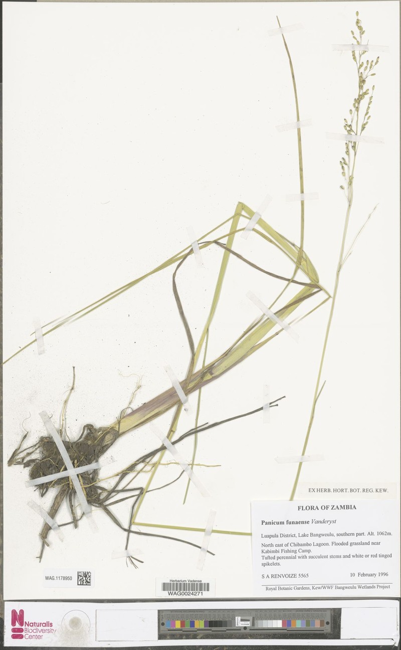 Panicum spongiosum photo 2