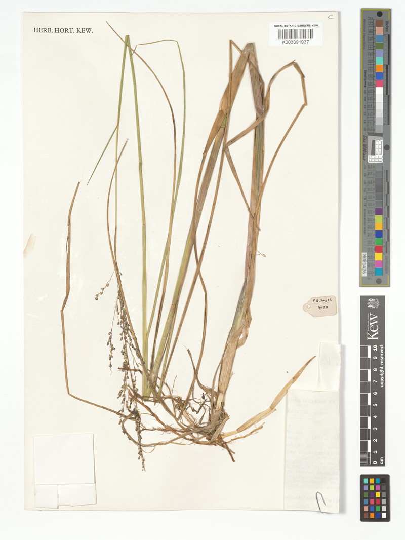 Panicum spongiosum photo 3