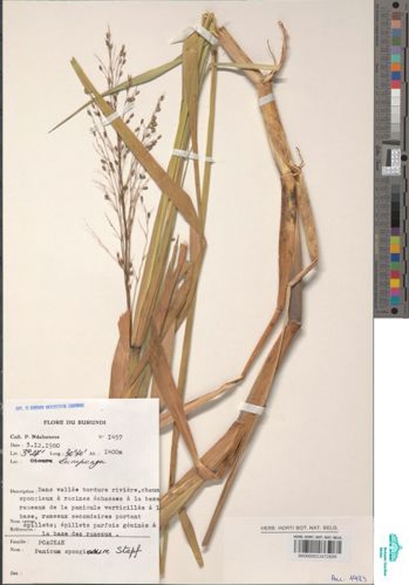 Panicum spongiosum photo 4