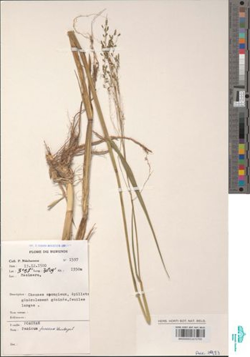 Panicum spongiosum photo 5