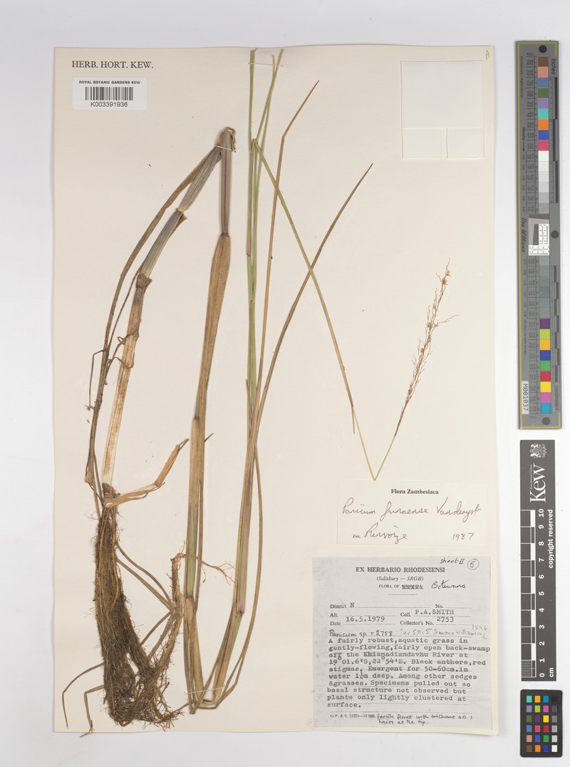 Panicum spongiosum photo 6