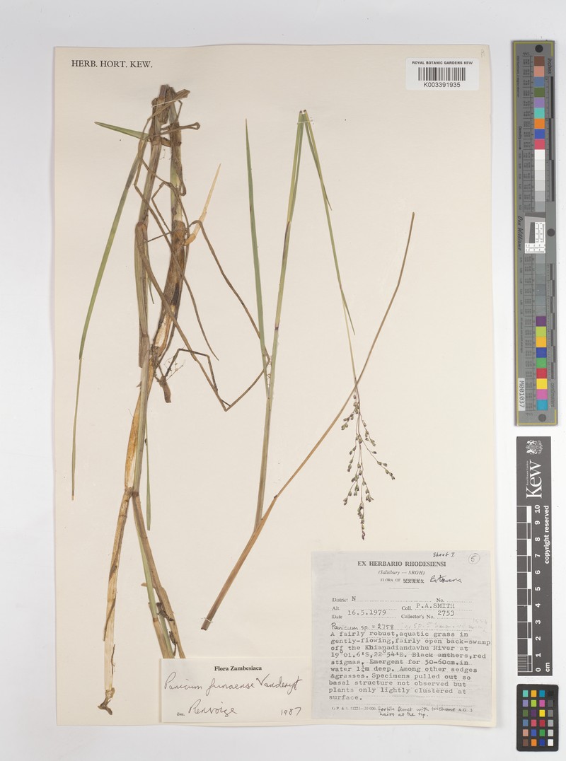 Panicum spongiosum photo 7