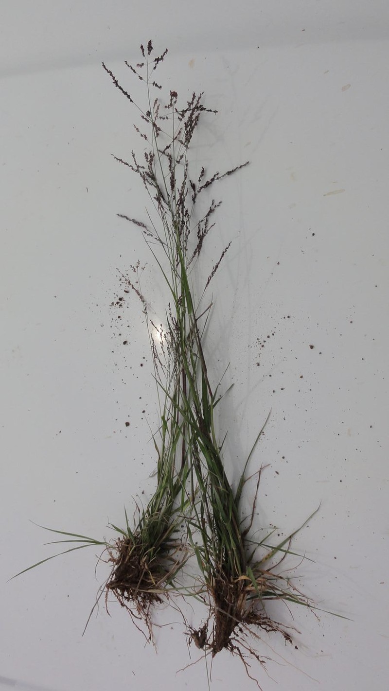 Panicum stapfianum photo 2