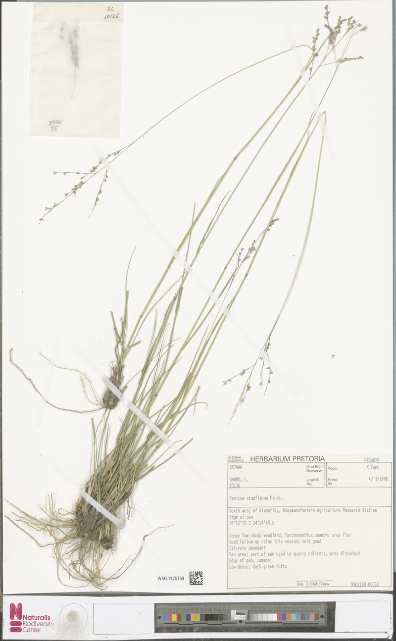 Panicum stapfianum photo 3
