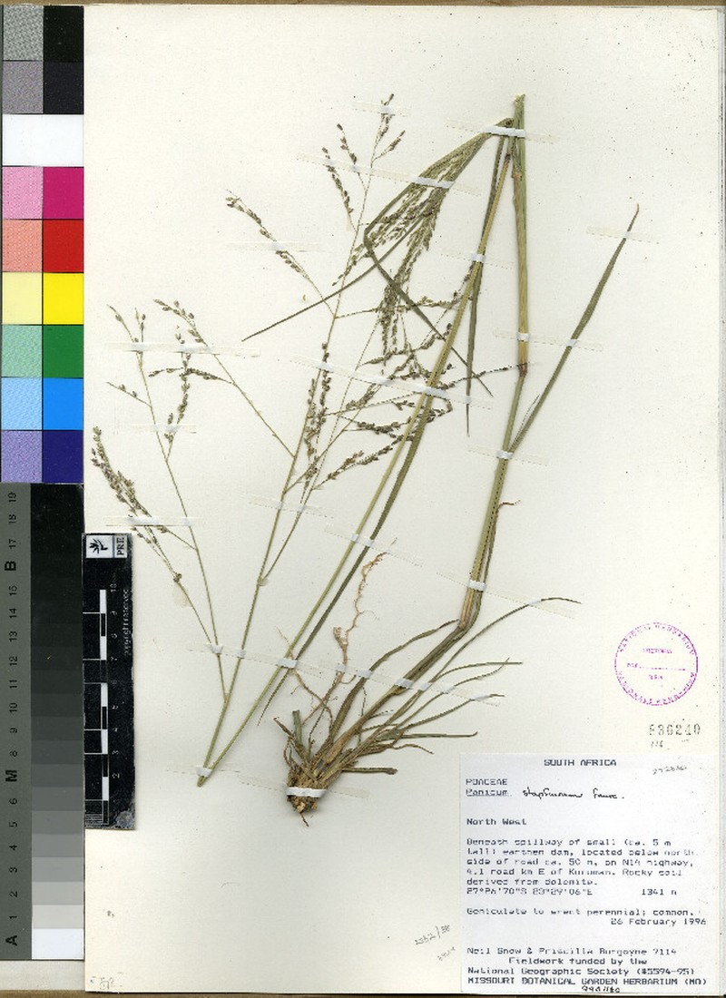 Panicum stapfianum photo 4