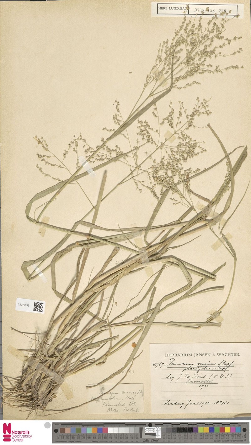 Panicum stapfianum photo 5