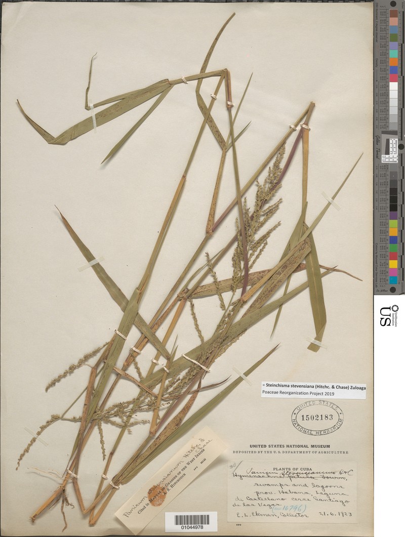 Stevens' Panicgrass