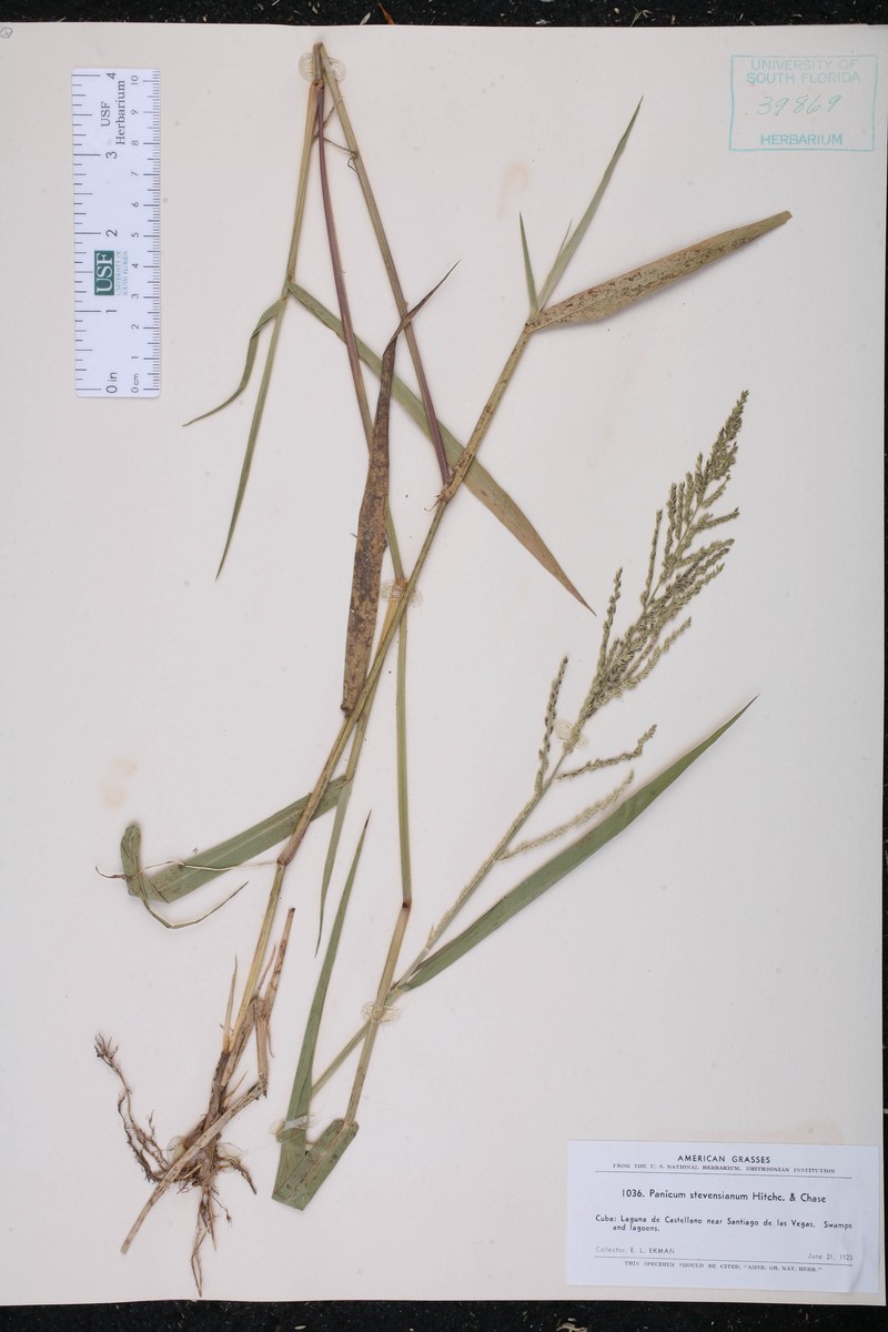 Stevens' Panicgrass photo 2