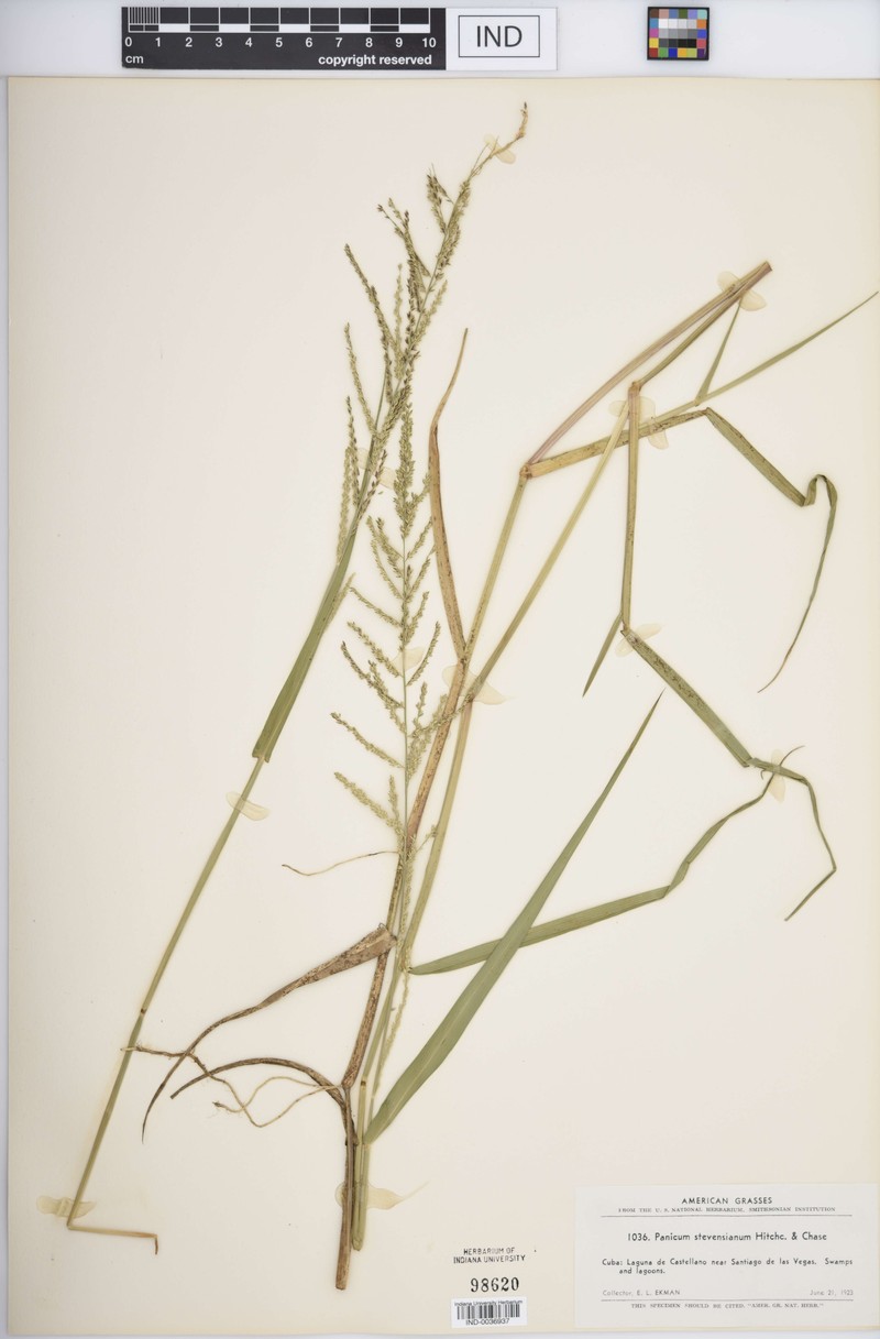 Stevens' Panicgrass photo 3