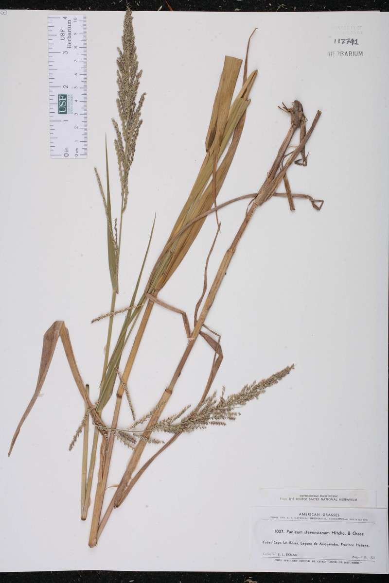 Stevens' Panicgrass photo 4