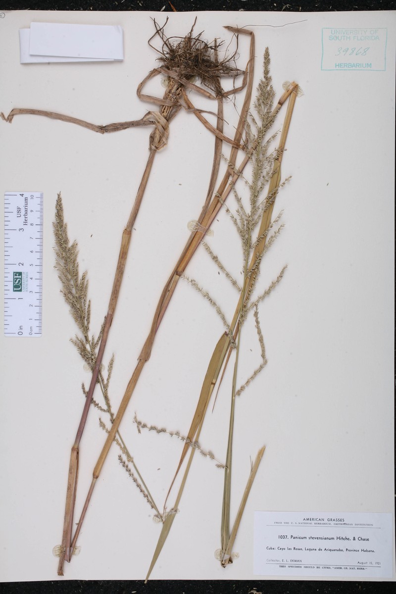 Stevens' Panicgrass photo 5
