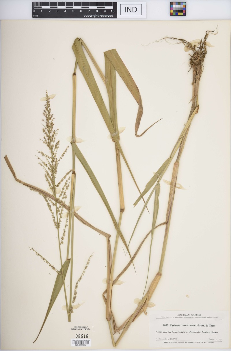 Stevens' Panicgrass photo 6