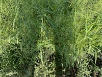 Panicum stramineum
