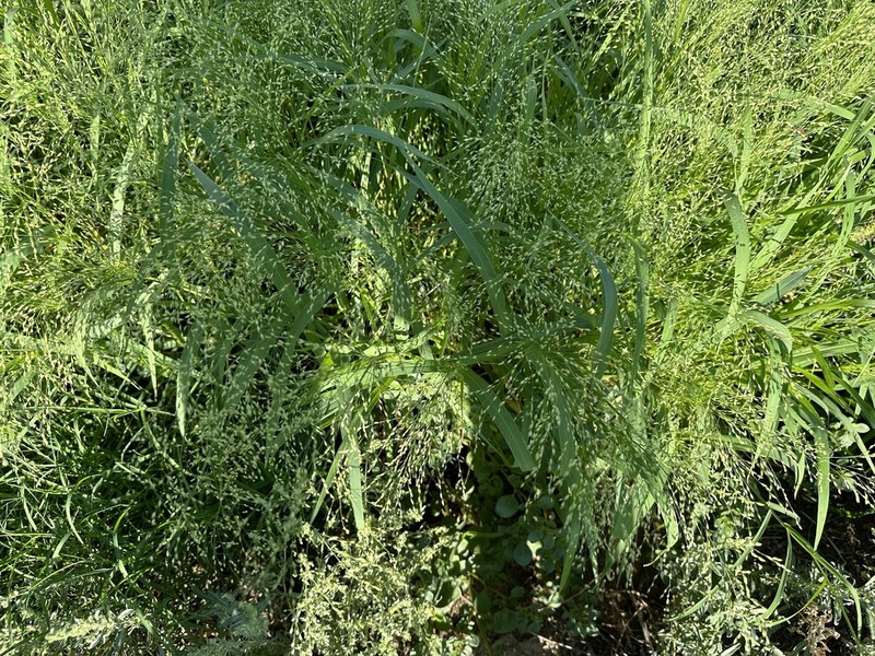 Panicum stramineum