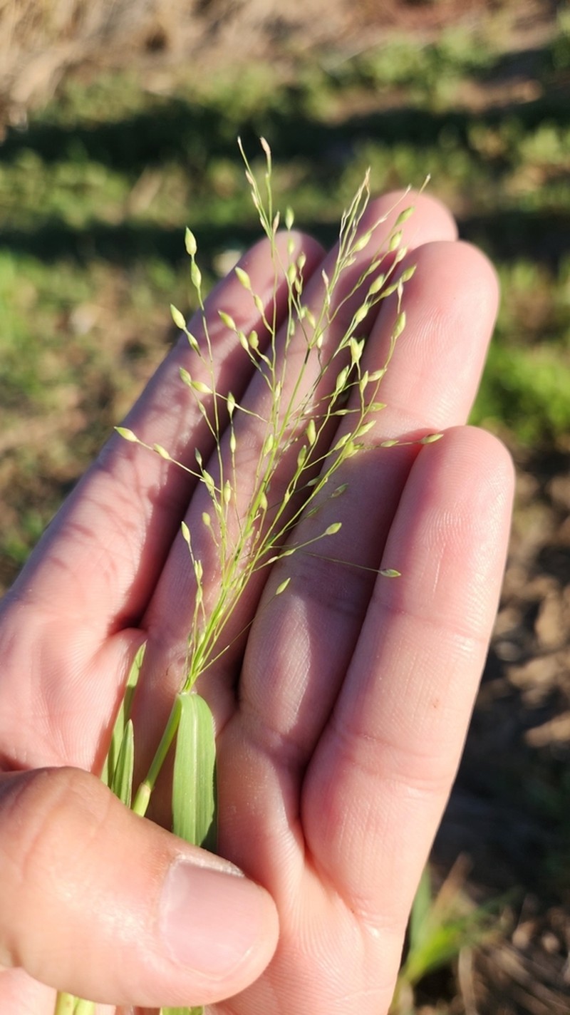 Panicum stramineum photo 2