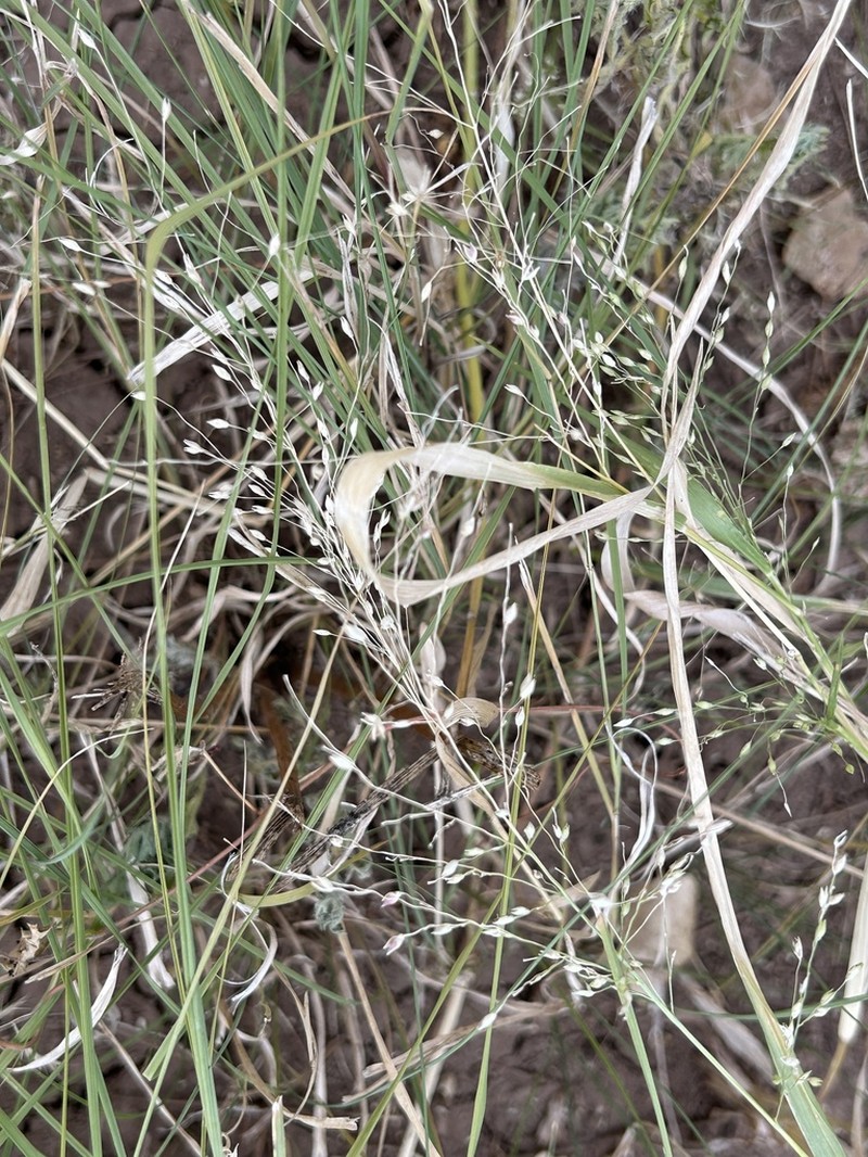 Panicum stramineum photo 3