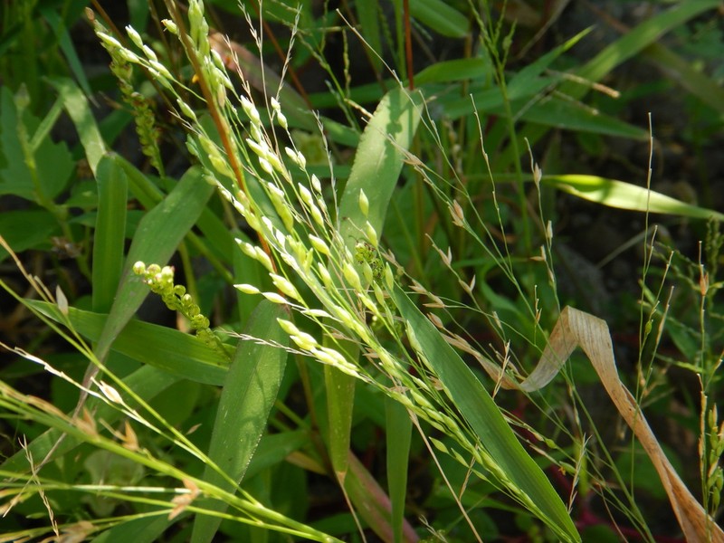 Panicum stramineum photo 4