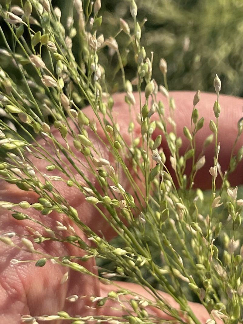Panicum stramineum photo 5