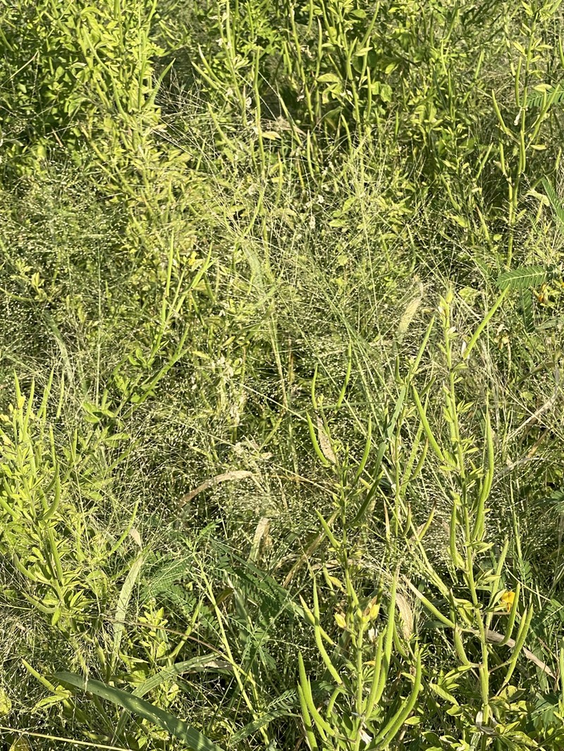 Panicum stramineum photo 6