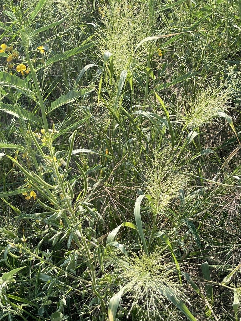 Panicum stramineum photo 7