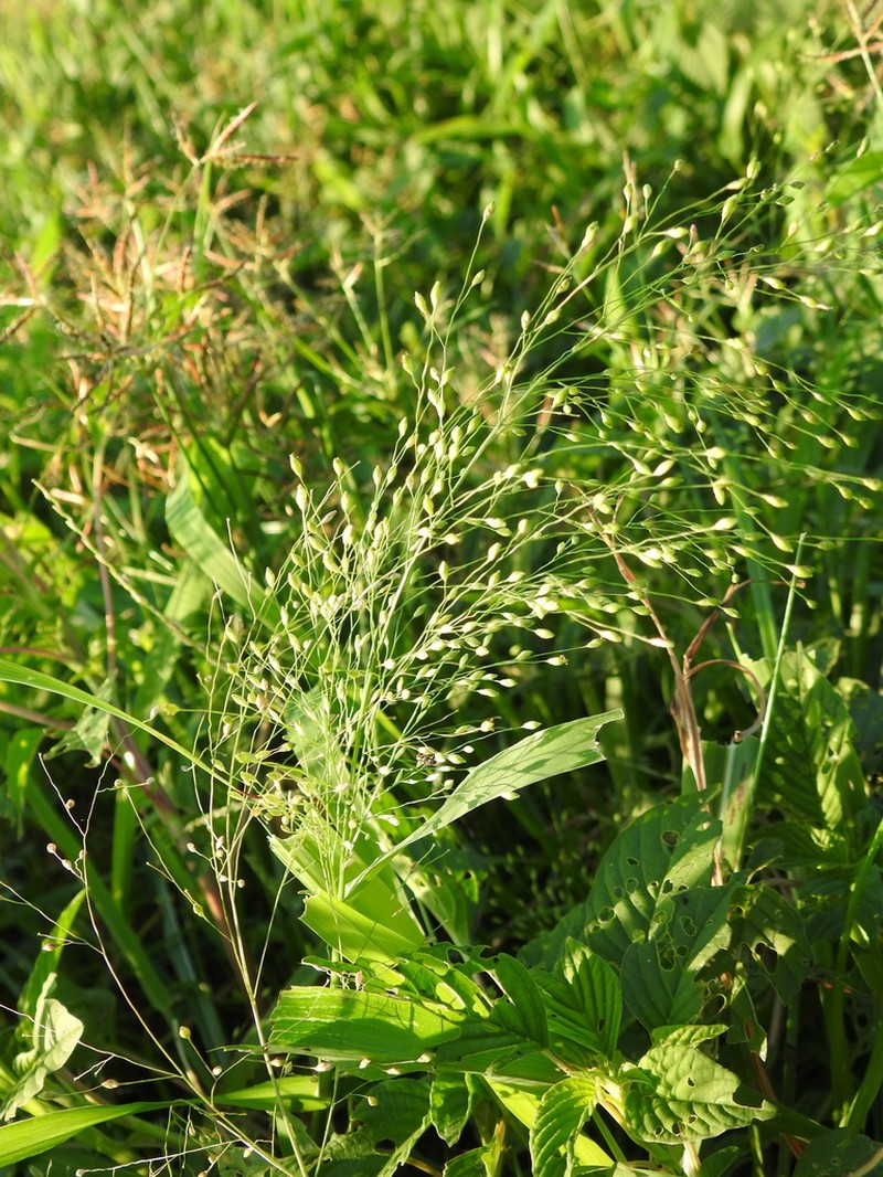 Panicum stramineum photo 8