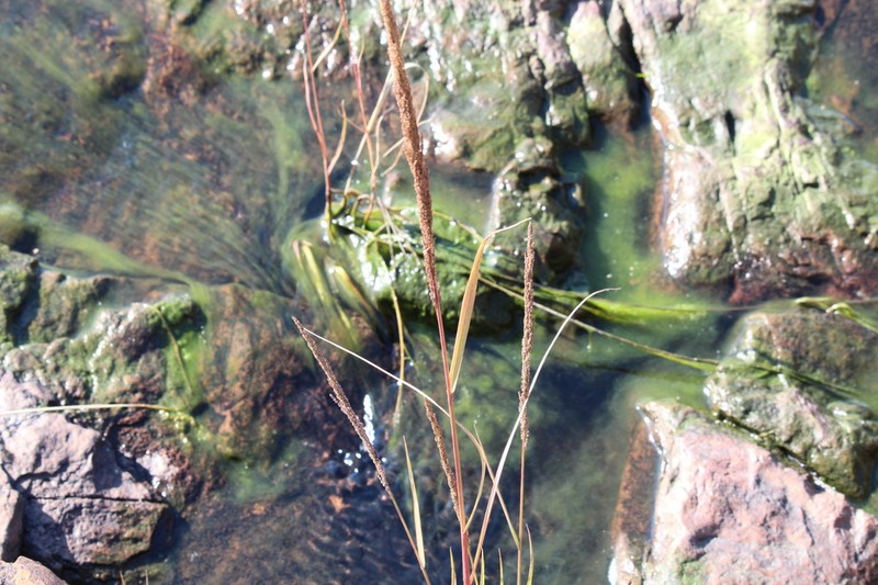 Panicum subalbidum photo 2
