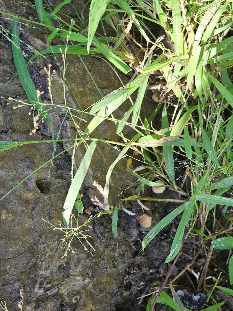 Panicum subalbidum photo 4