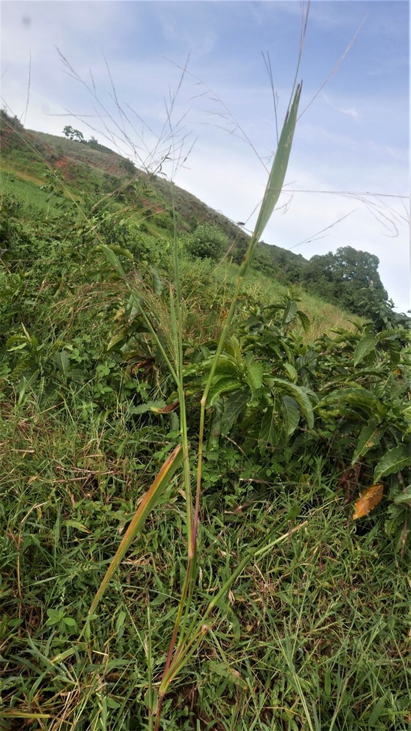 Panicum subalbidum photo 5