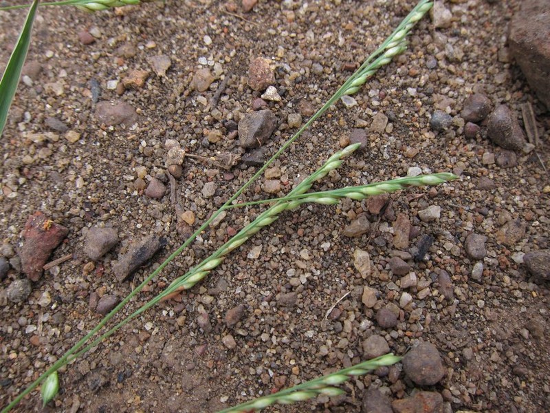 Panicum subalbidum photo 6