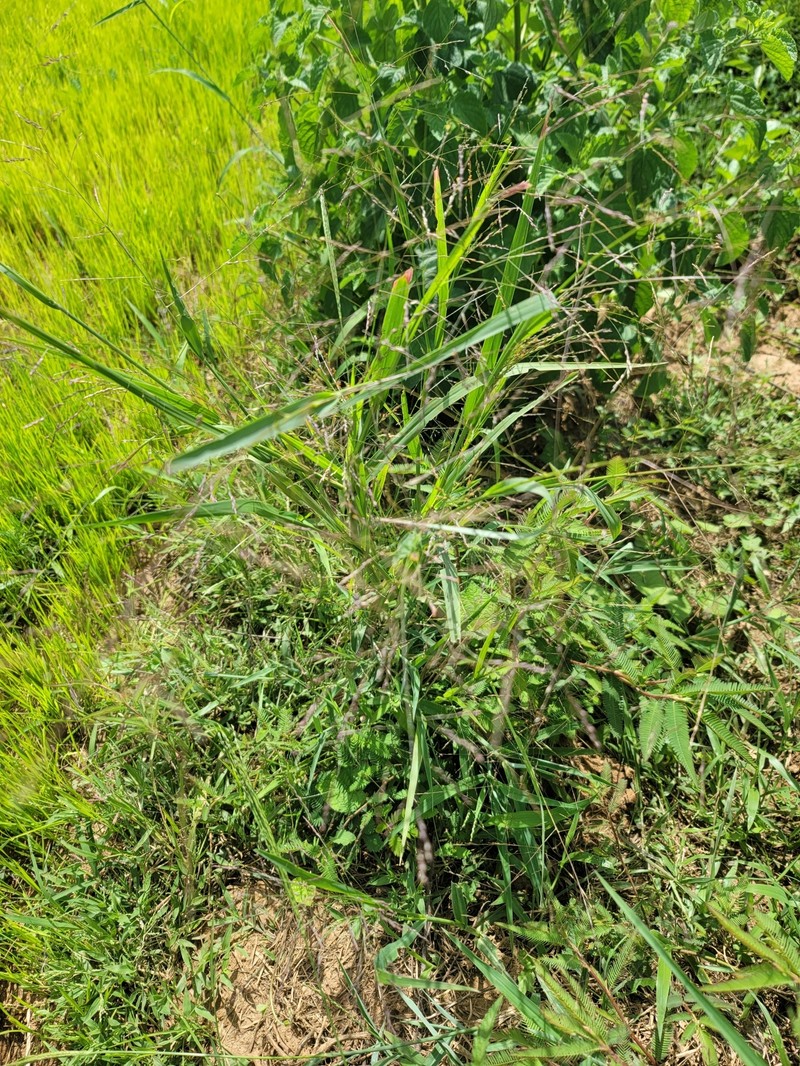 Panicum subalbidum photo 7