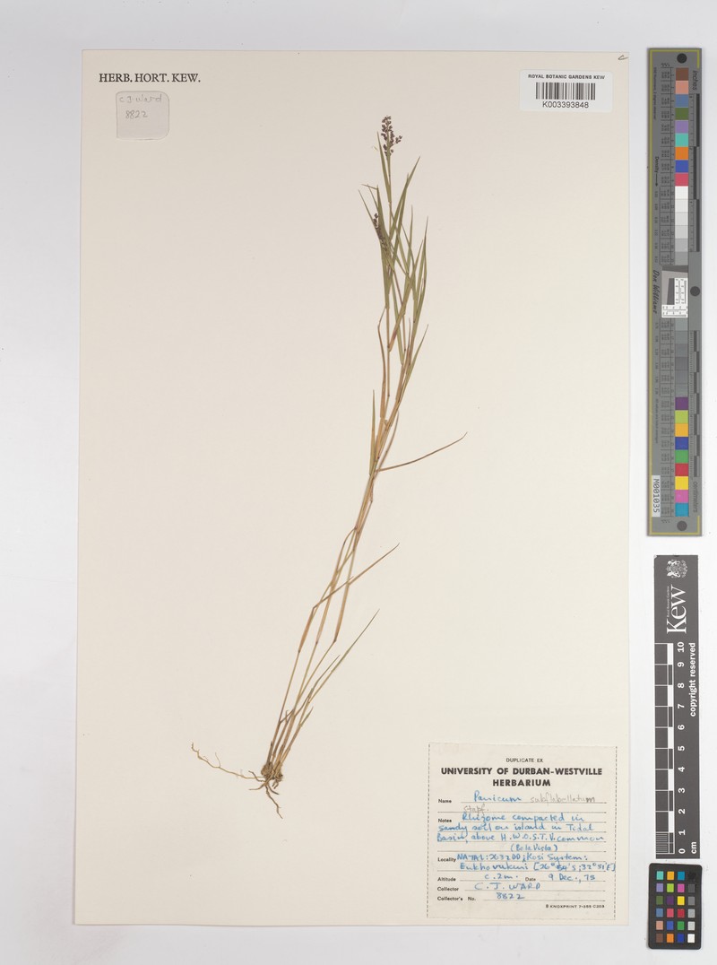 Panicum subflabellatum photo 2