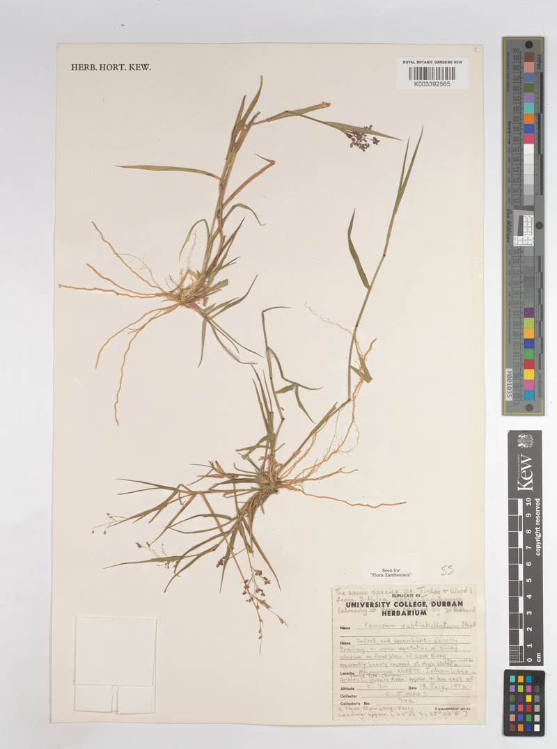 Panicum subflabellatum photo 3