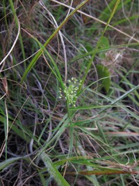 Panicum subhystrix