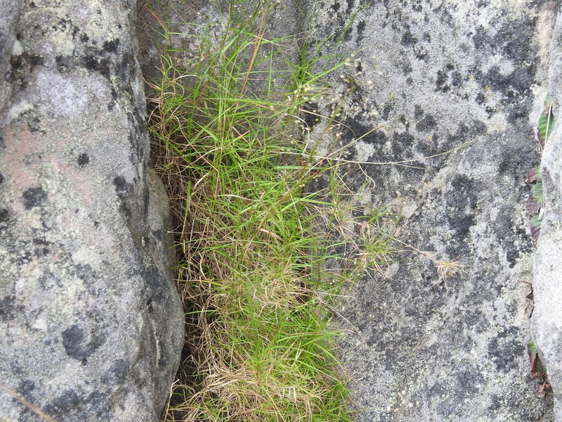 Panicum subhystrix photo 3