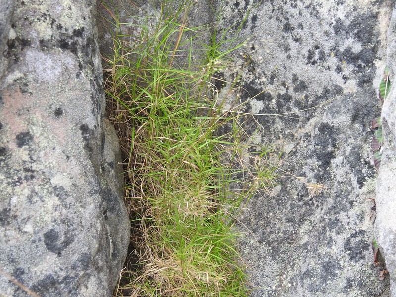 Panicum subhystrix photo 5