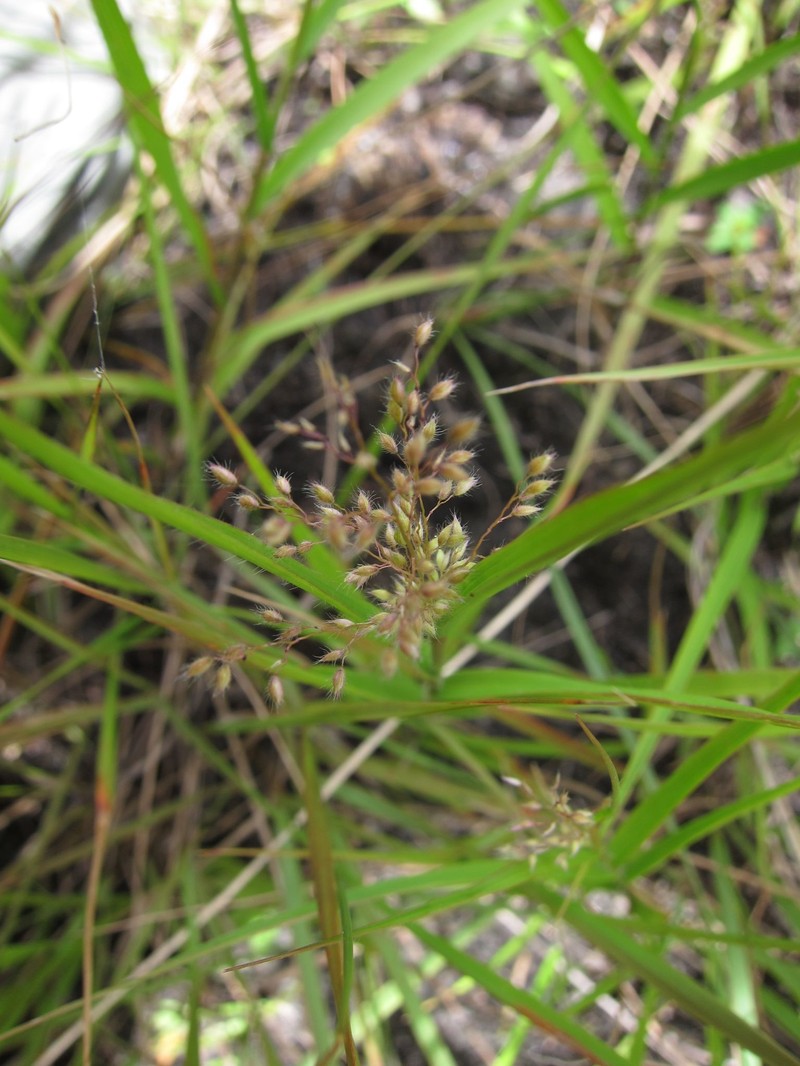 Panicum subhystrix photo 7