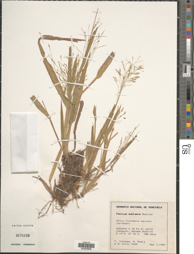 Panicum sublaeve