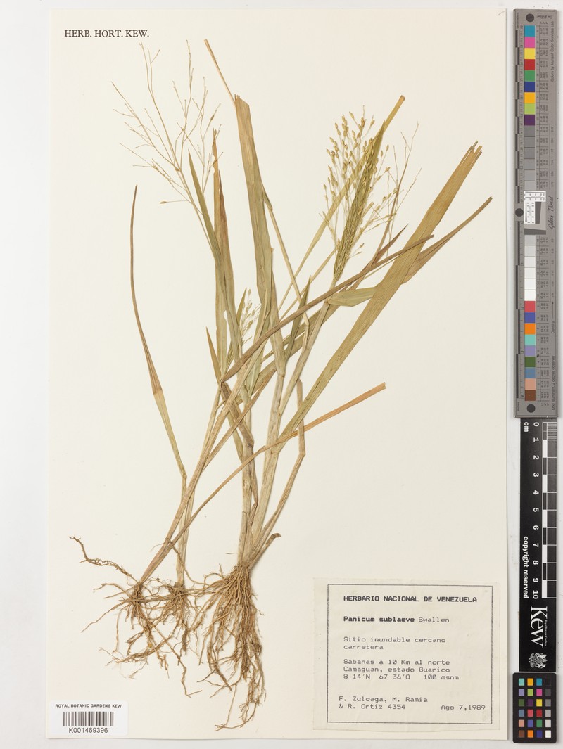 Panicum sublaeve photo 2