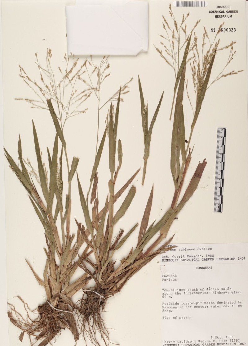 Panicum sublaeve photo 3